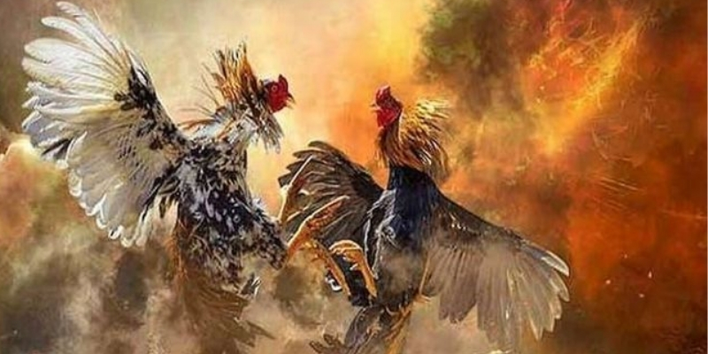 Các yếu tố quyết định đến sự thành công trong đá gà 