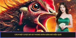 Cách đặt cược đá gà Thomo đơn giản mà hiệu quả