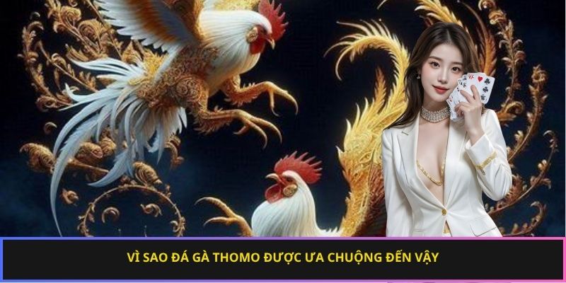 Vì sao đá gà Thomo được ưa chuộng đến vậy